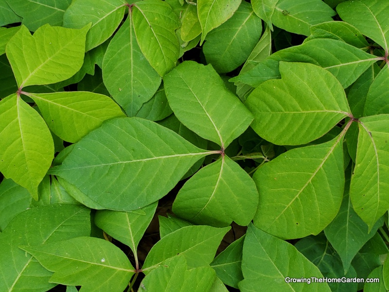poison ivy leaves of three