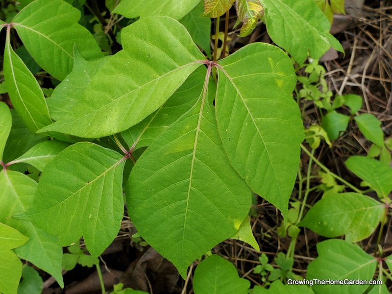 poison ivy leaves of three