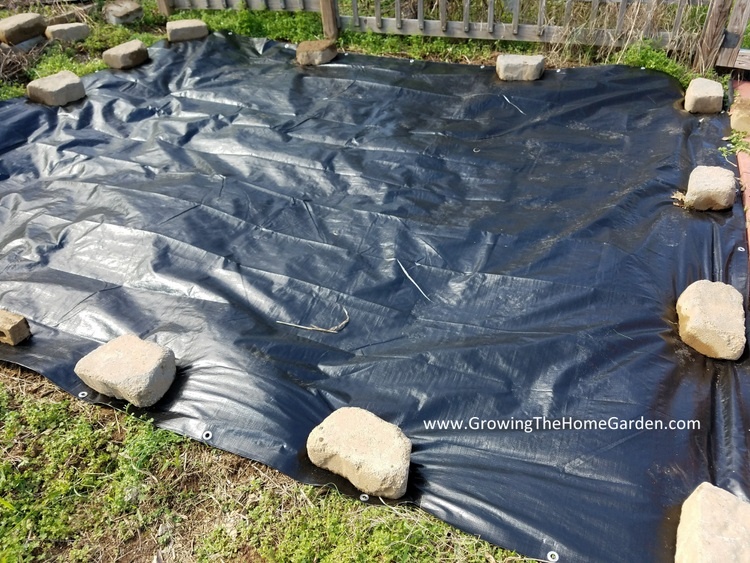 black plastic tarp in the garden to kill off weeds