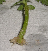 rooted catmint cutting