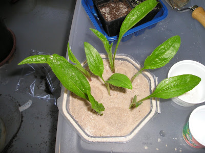 propagating coneflowers