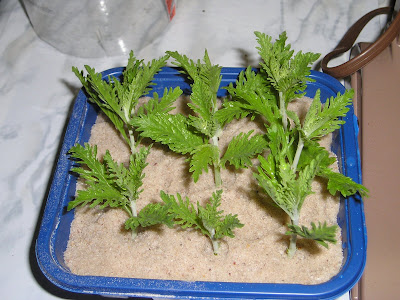 propagate russian sage