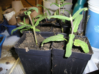 propagated salvia from cuttings