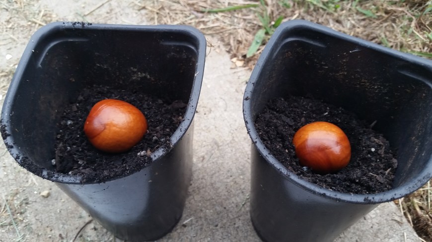 how to grow buckeye from seed