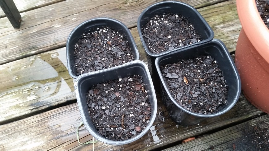 how to grow buckeye from seed
