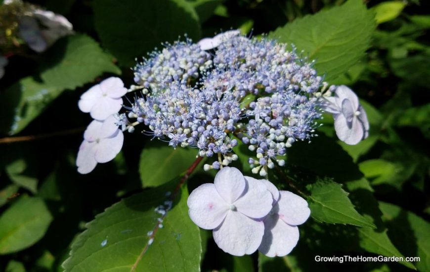 Hydrangea Flower - Lacecap