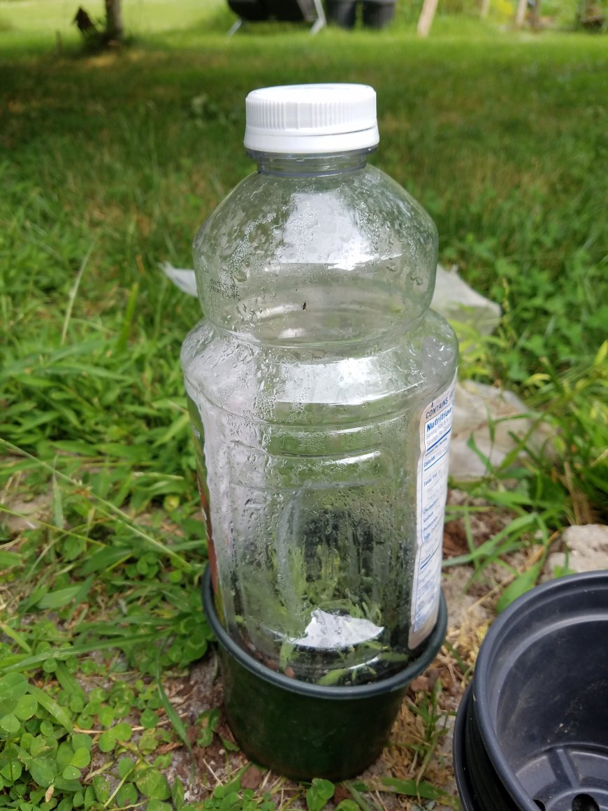 cloche made of plastic bottle