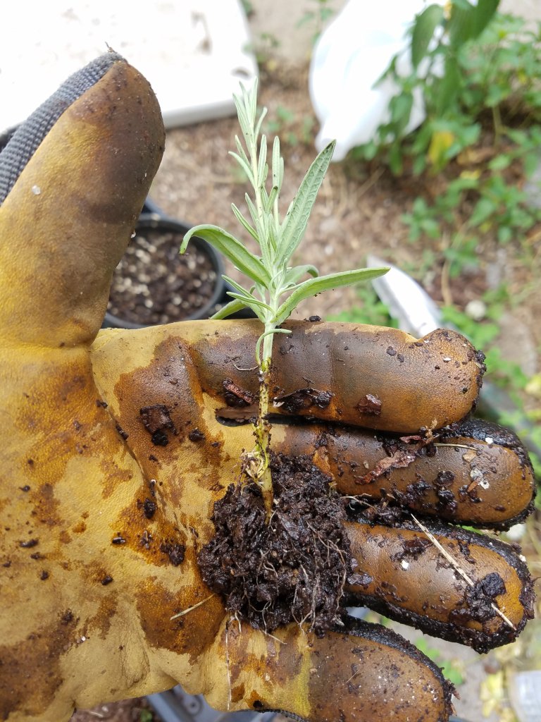 Propagating Lavender by Cuttings