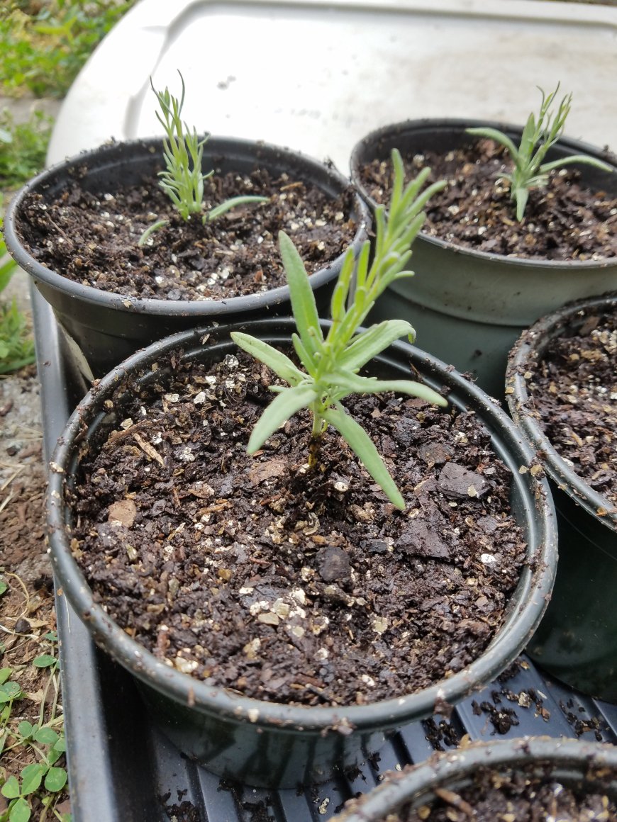 propagating lavender from cuttings