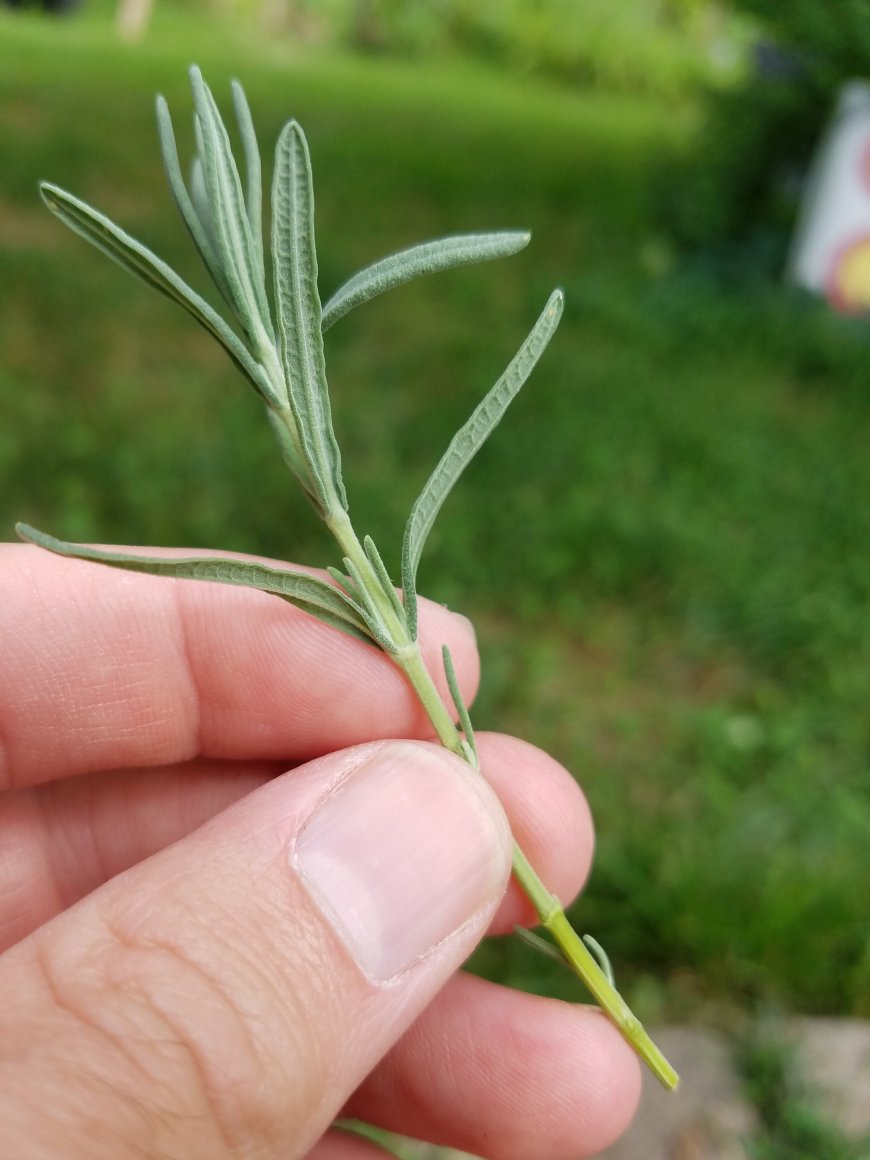 cutting of lavender