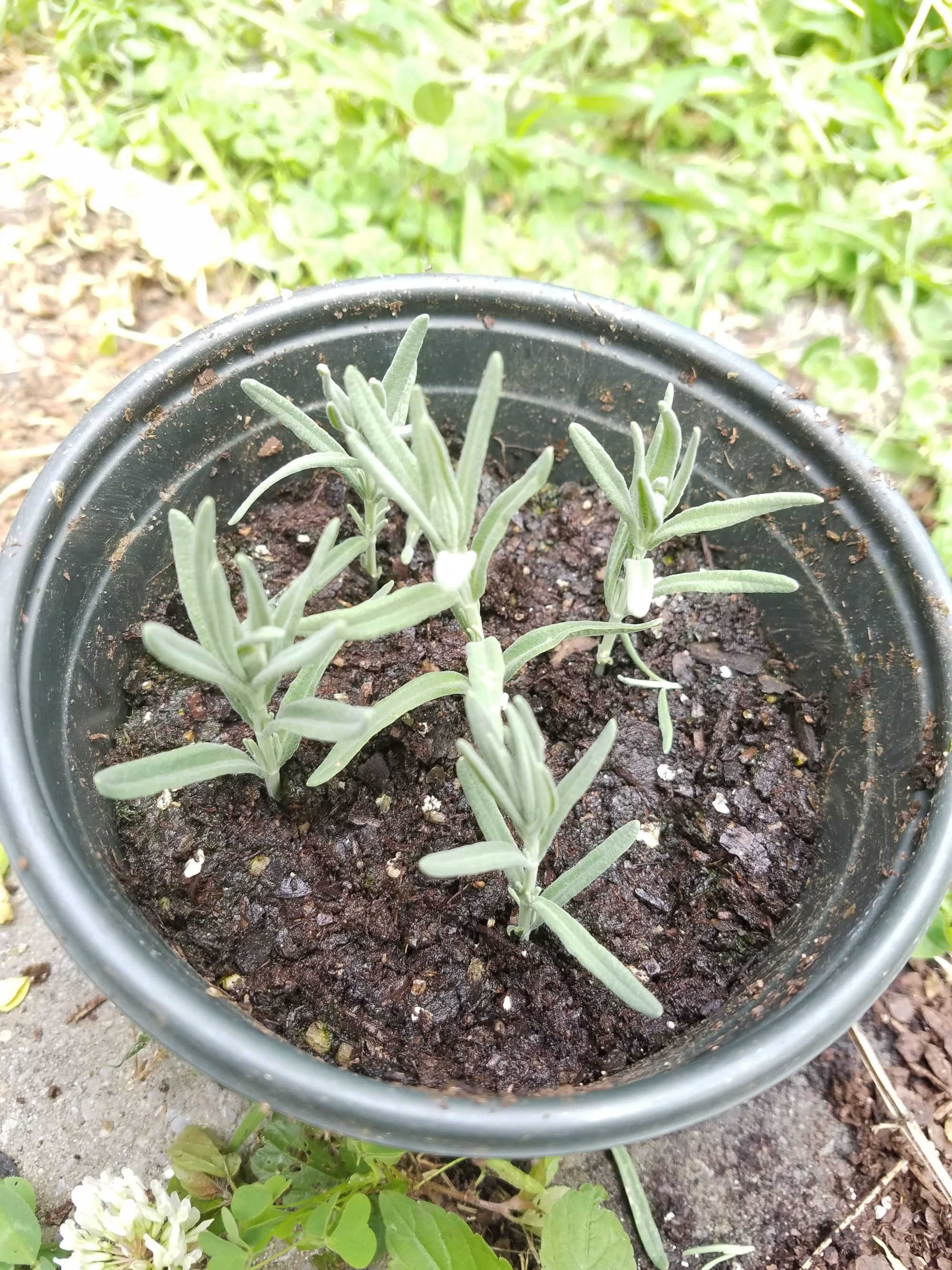 Propagating Lavender by Cuttings