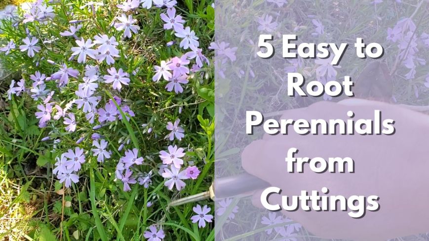 5 easy to root perennials