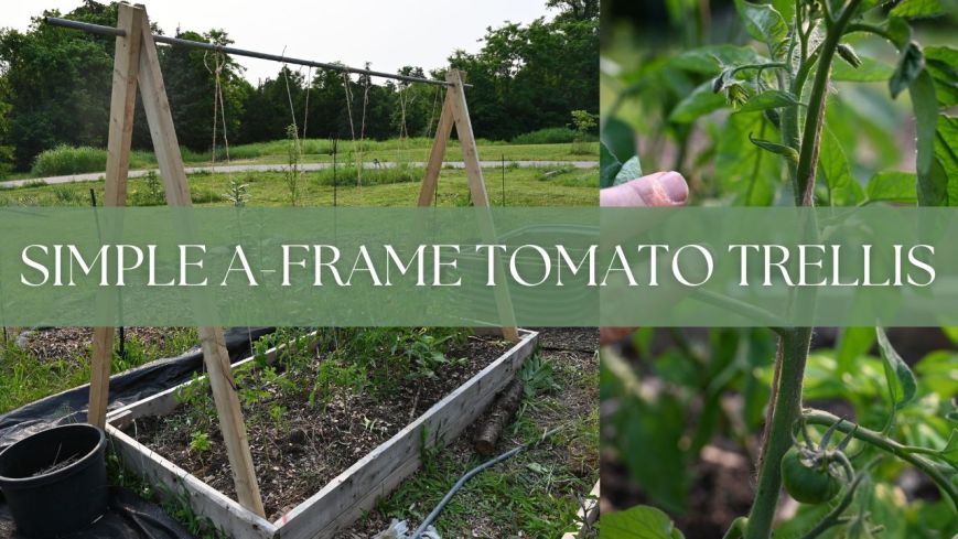 building a simple A Frame trellis for tomato plants