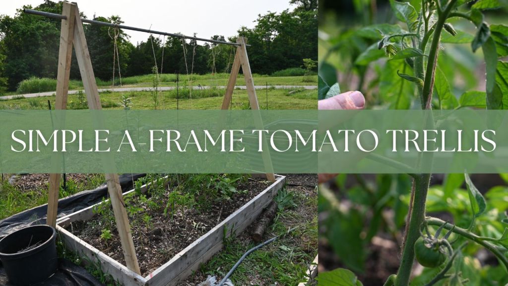 building a simple A Frame trellis for tomato plants