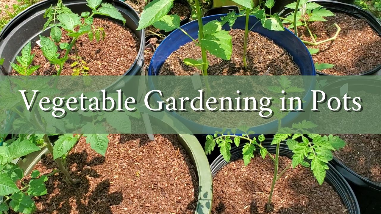 Advantages and disadvantages of growing the vegetable garden in pots Growing the home garden