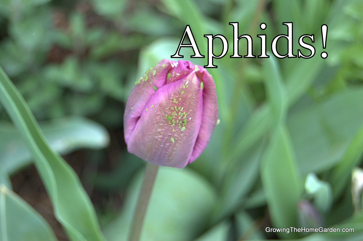 Aphids on Tulip