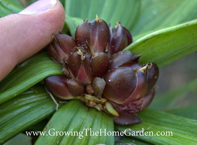 Asiatic Lily bulbils