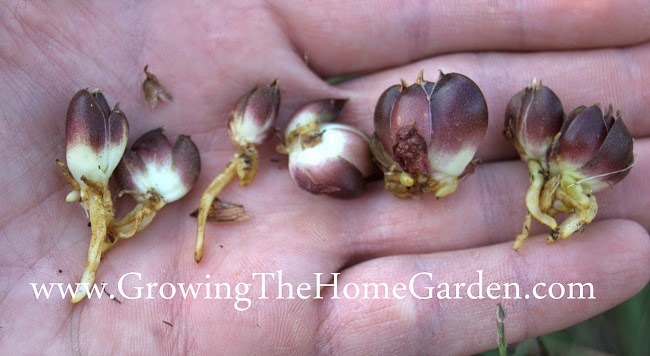 Asiatic Lily bulbils