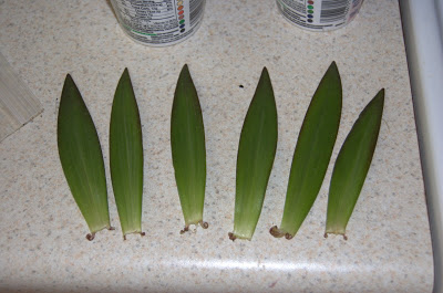 Examples of Asiatic lily leaf cuttings