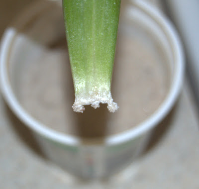 Asiatic lily forming roots