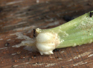 Asiatic lily forming roots
