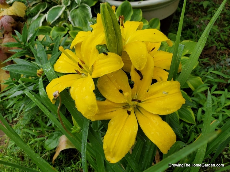 yellow Asiatic Lilies