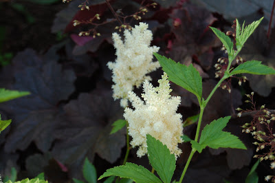 Astilbe with white flowers