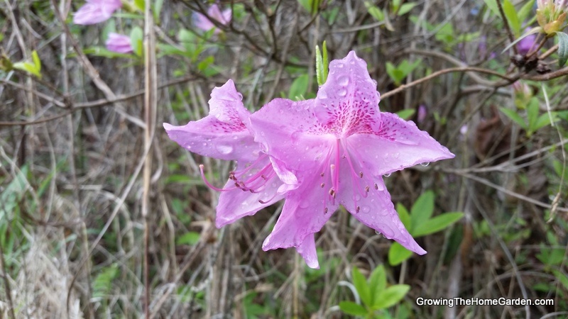 Azalea Bloom