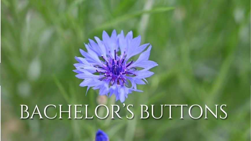 Bachelor's buttons