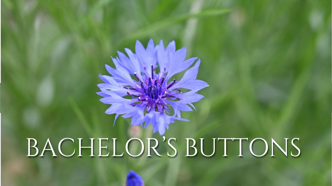 Bachelor's buttons