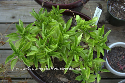 Basil planted in a pot