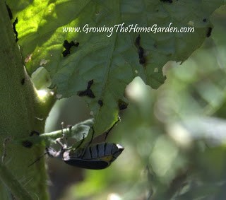 Black Blister Beetle on Tomato Plant 