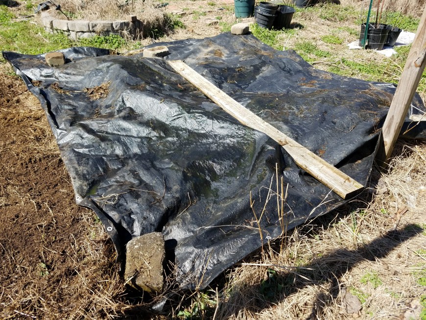 Black tarp to smother weeds in the garden