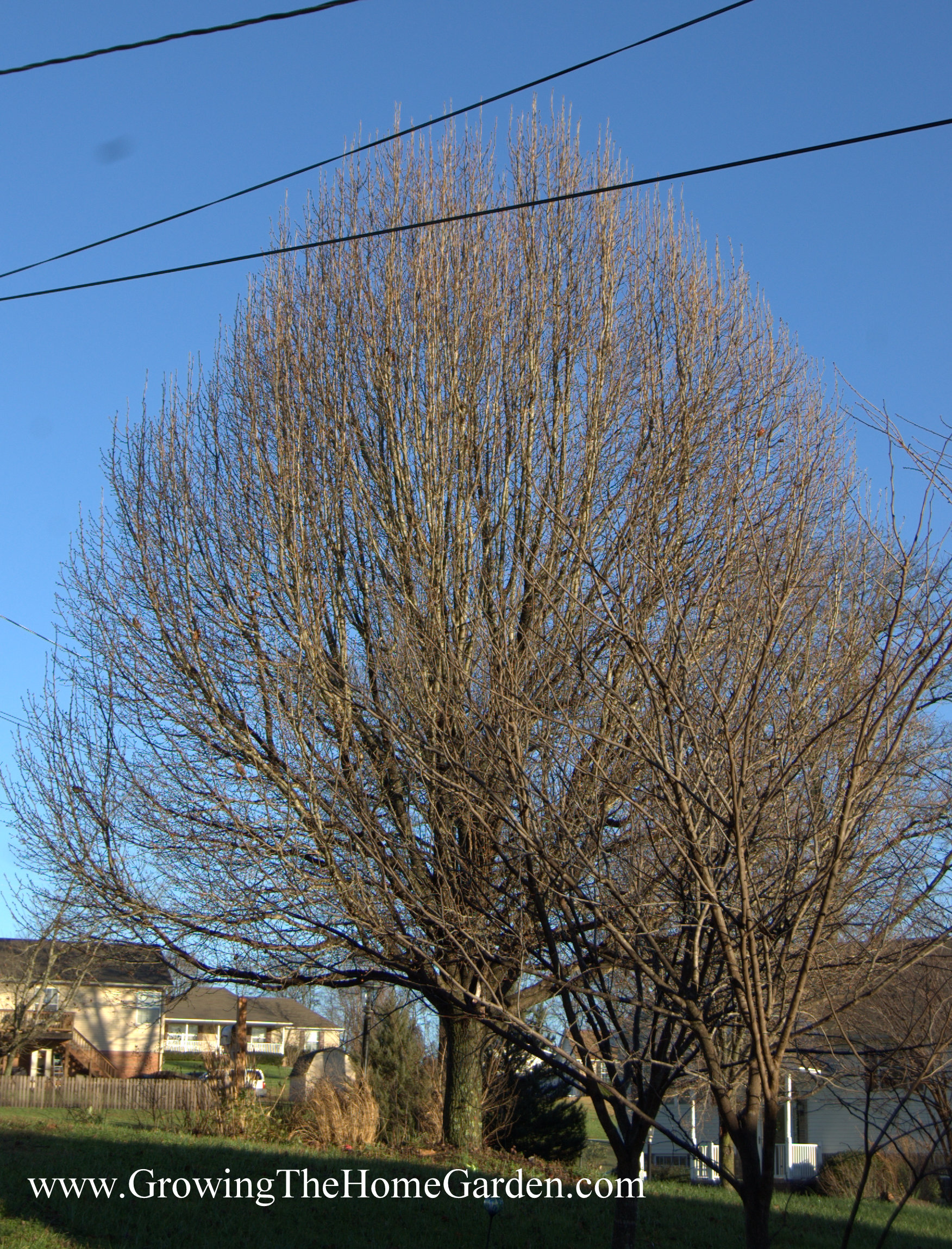 bradford-pear-tree