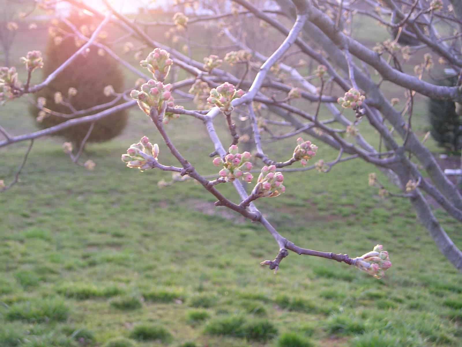 Bradford Pear Tree Beginning to flower 2