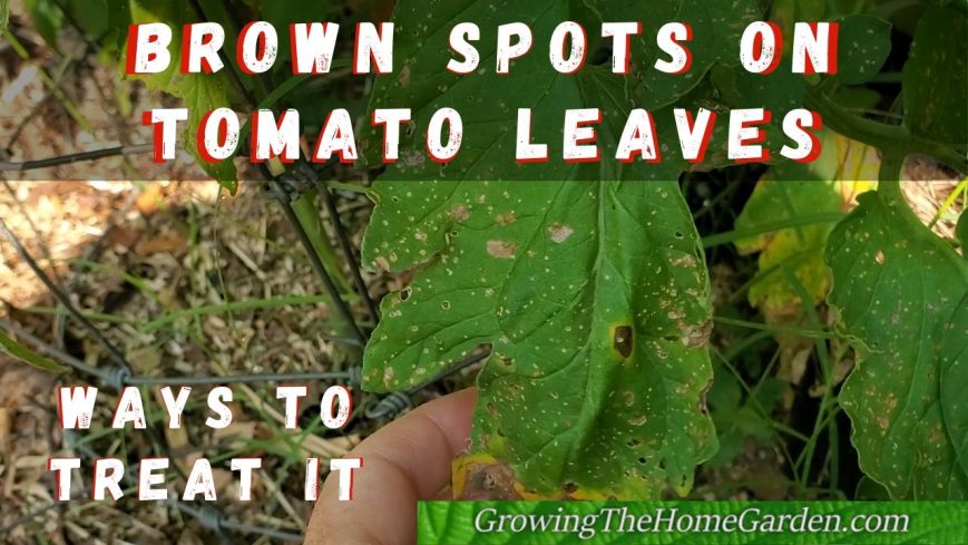 early blight on tomatoes