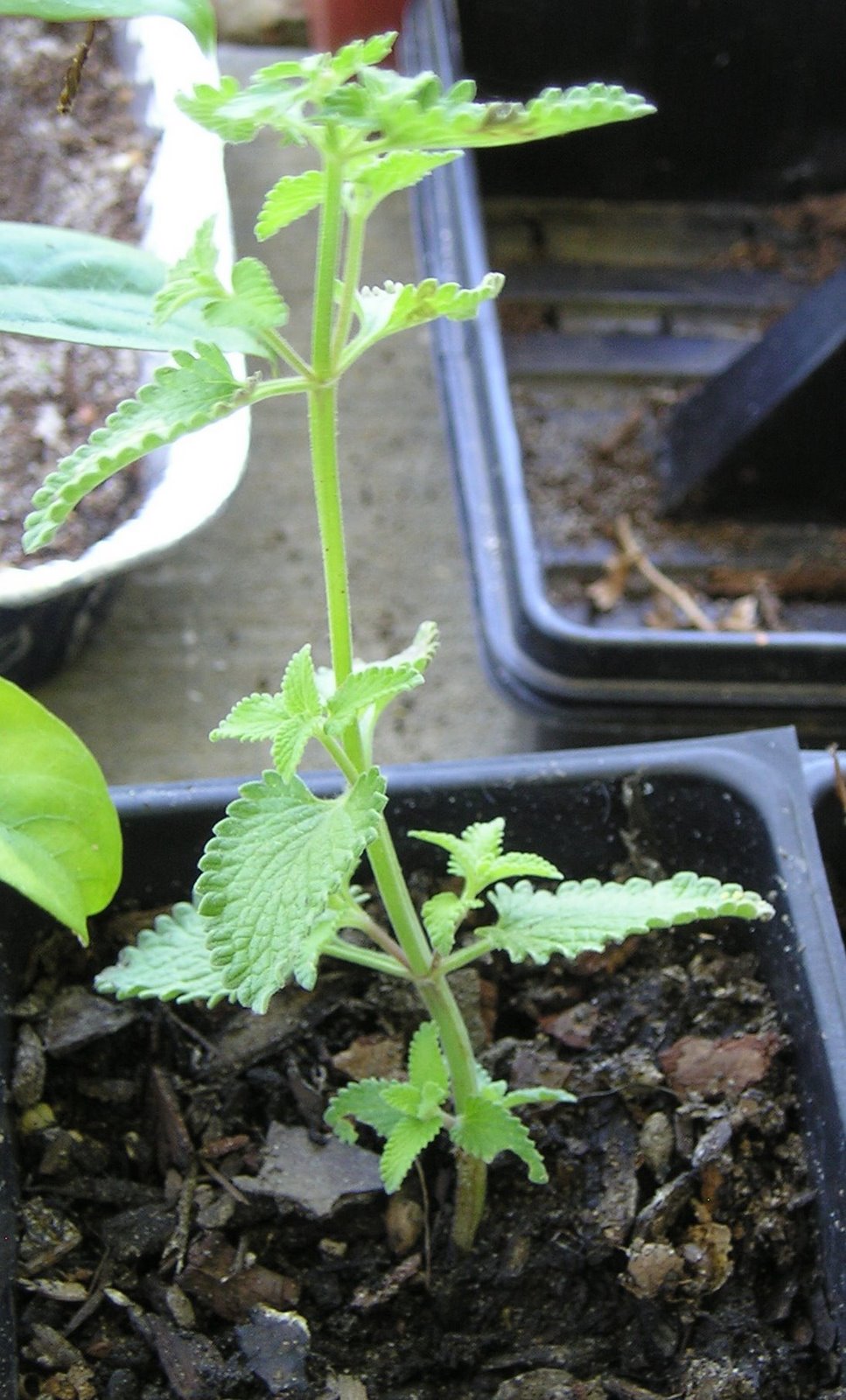 [Catmint+Cuttings+6-2008+002-2.jpg]