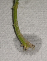 Catmint Cutting with roots