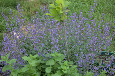 catmint flowering with witchhazel and lemon balm