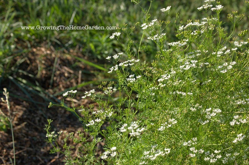 Cilantro Bolting, Flowering cilantro