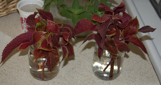 Coleus cuttings rooting in water
