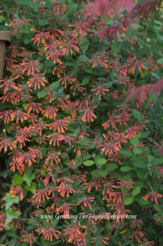 native honeysuckle