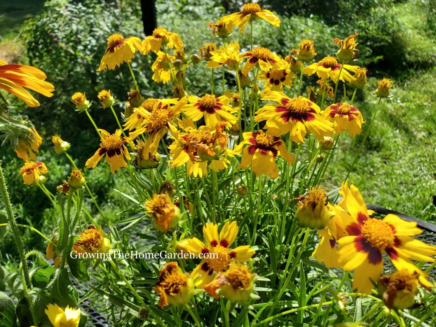 coreopsis