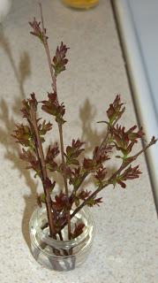 crape myrtle cuttings