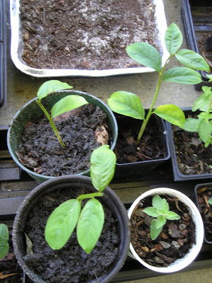 rooting crape myrtles from cuttings