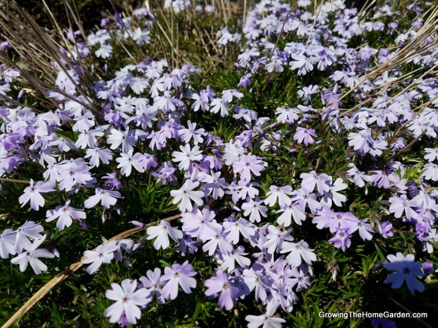 creeping phlox