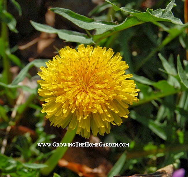 Dandelion-benefits-health