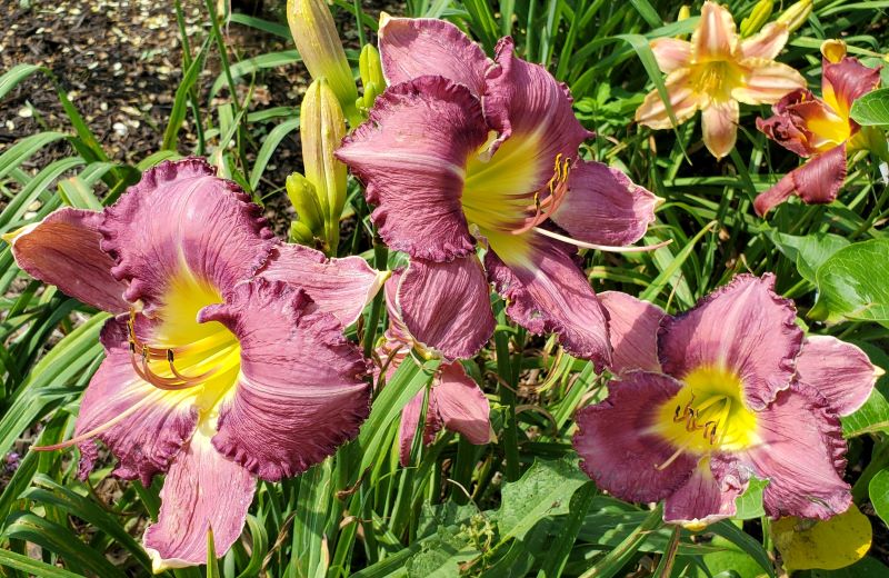daylily from Bluebird Springs Farm