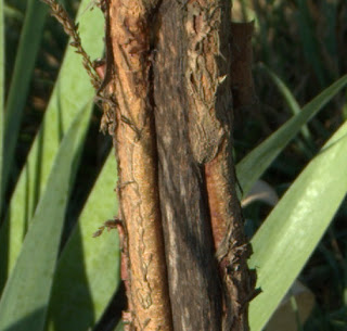 Deer rubbing damage on a cherry tree