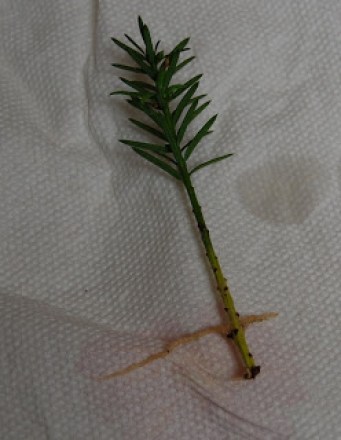 rooting yew from cuttings